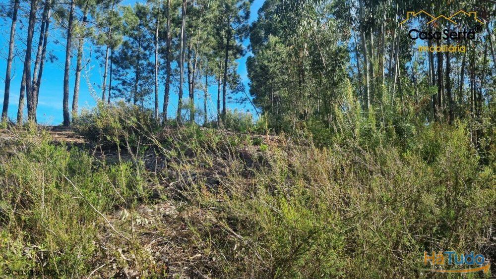 Terreno Com Eucaliptos Terreno Com Eucaliptos