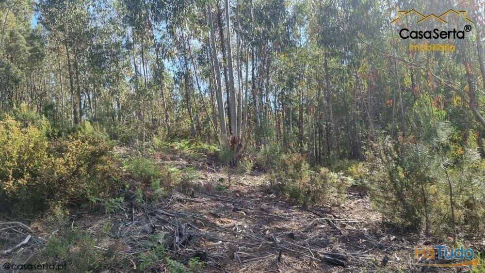 Terreno Com Eucaliptos Terreno Com Eucaliptos