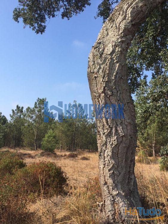 Terreno em Pinhal das Formas - Palmela