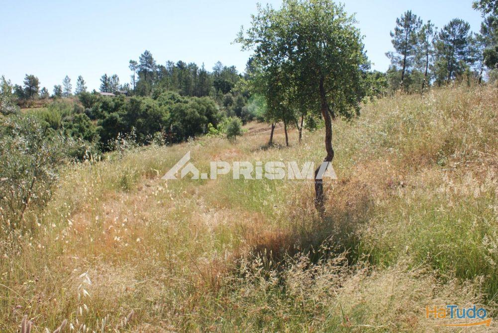 Excelente terreno agr�cola para venda em Cabe�o do Infante, Sarzedas