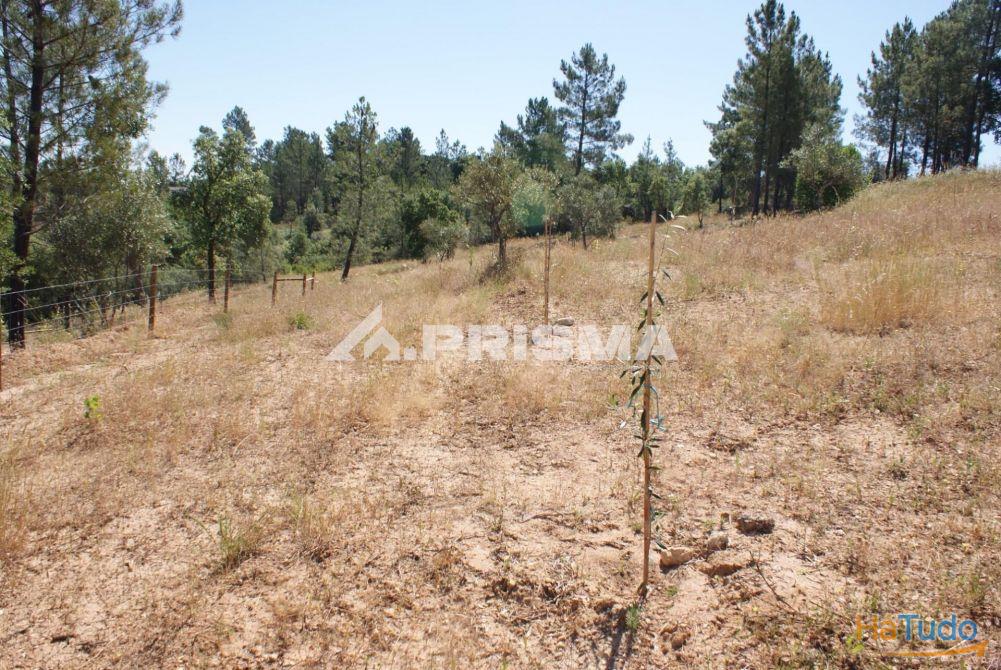 Excelente terreno agr�cola para venda em Cabe�o do Infante, Sarzedas