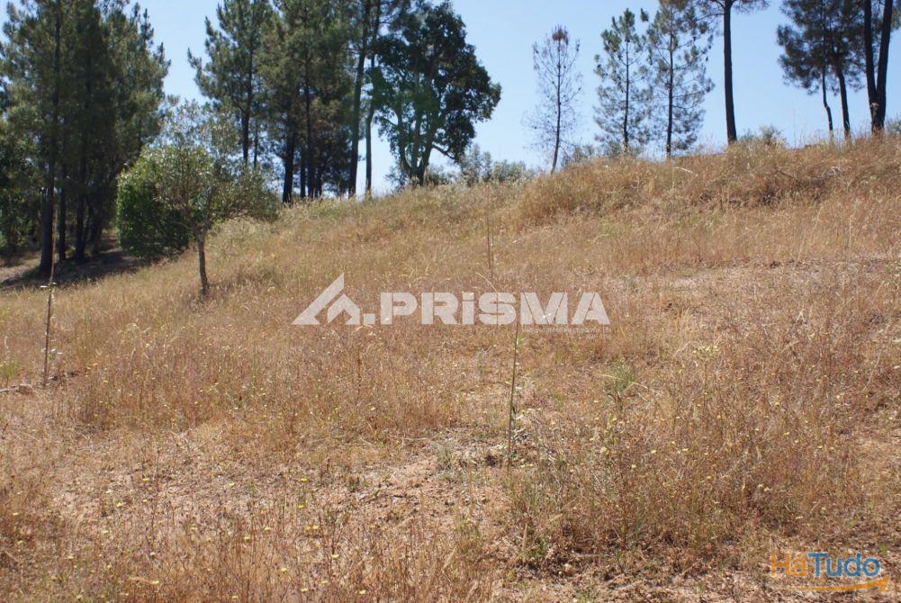 Excelente terreno agr�cola para venda em Cabe�o do Infante, Sarzedas