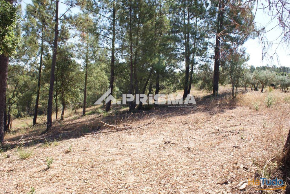 Excelente terreno agr�cola para venda em Cabe�o do Infante, Sarzedas