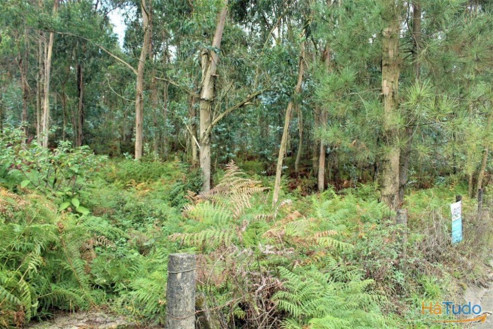 Terreno rústico para venda em Cervães, Vila Verde Terreno rústico para venda em Cervães, Vila Verde