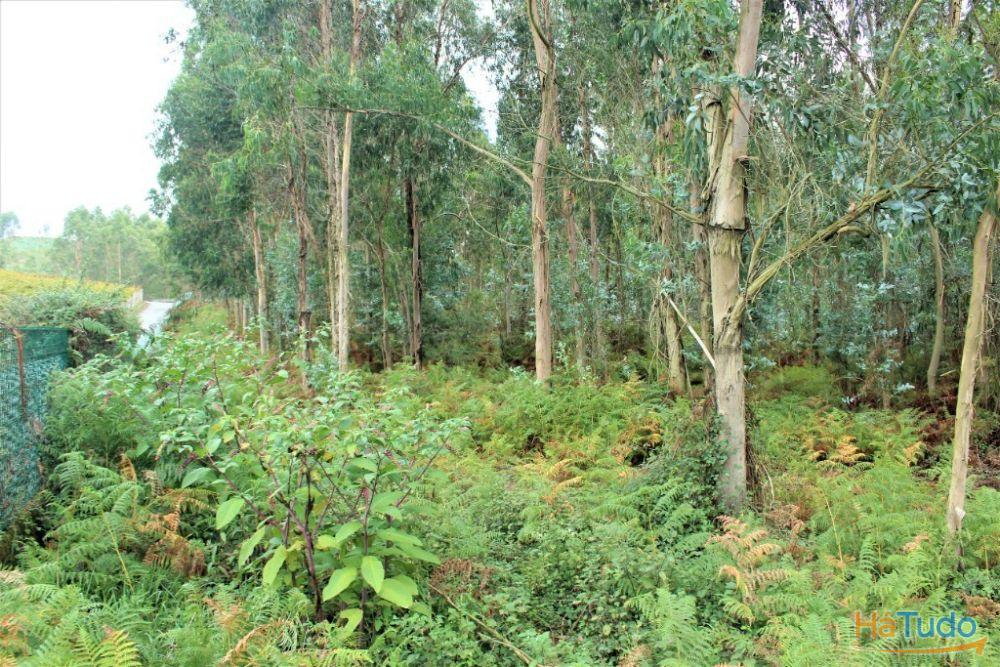 Terreno rústico para venda em Cervães, Vila Verde Terreno rústico para venda em Cervães, Vila Verde