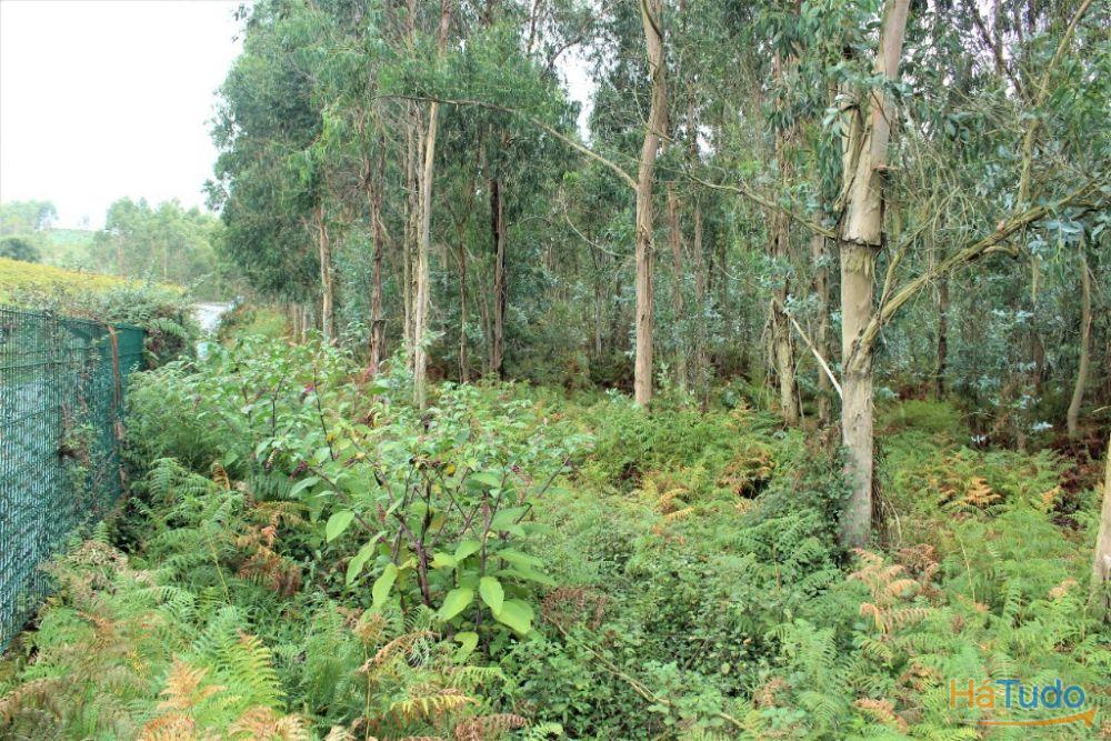 Terreno rústico para venda em Cervães, Vila Verde Terreno rústico para venda em Cervães, Vila Verde