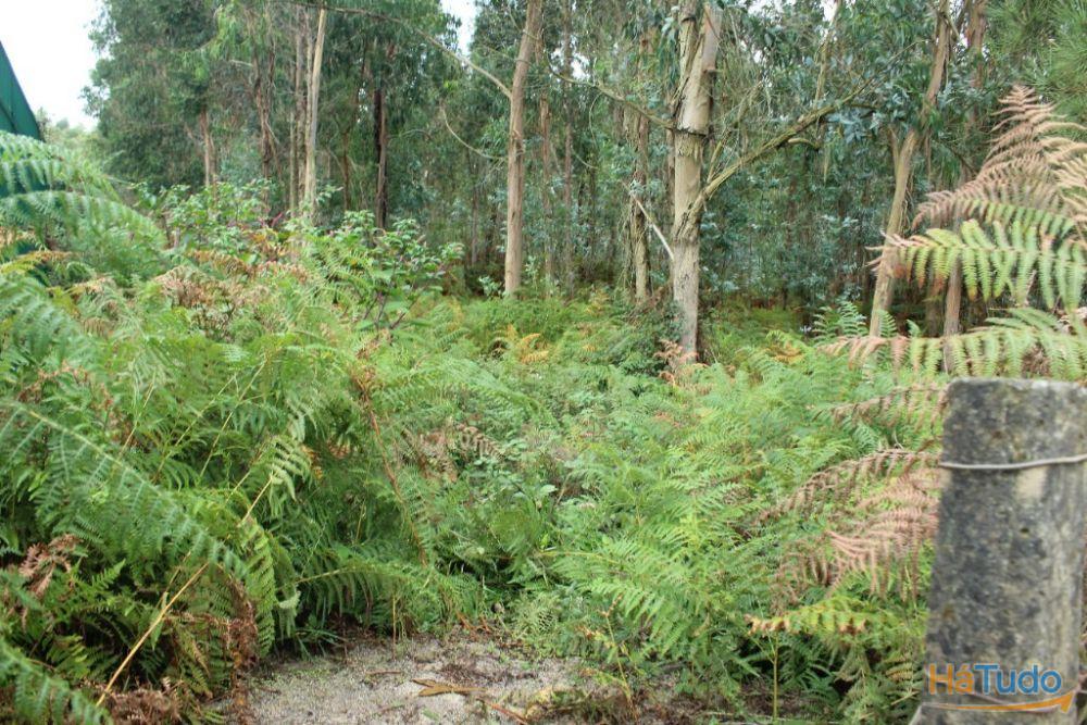 Terreno rústico para venda em Cervães, Vila Verde Terreno rústico para venda em Cervães, Vila Verde