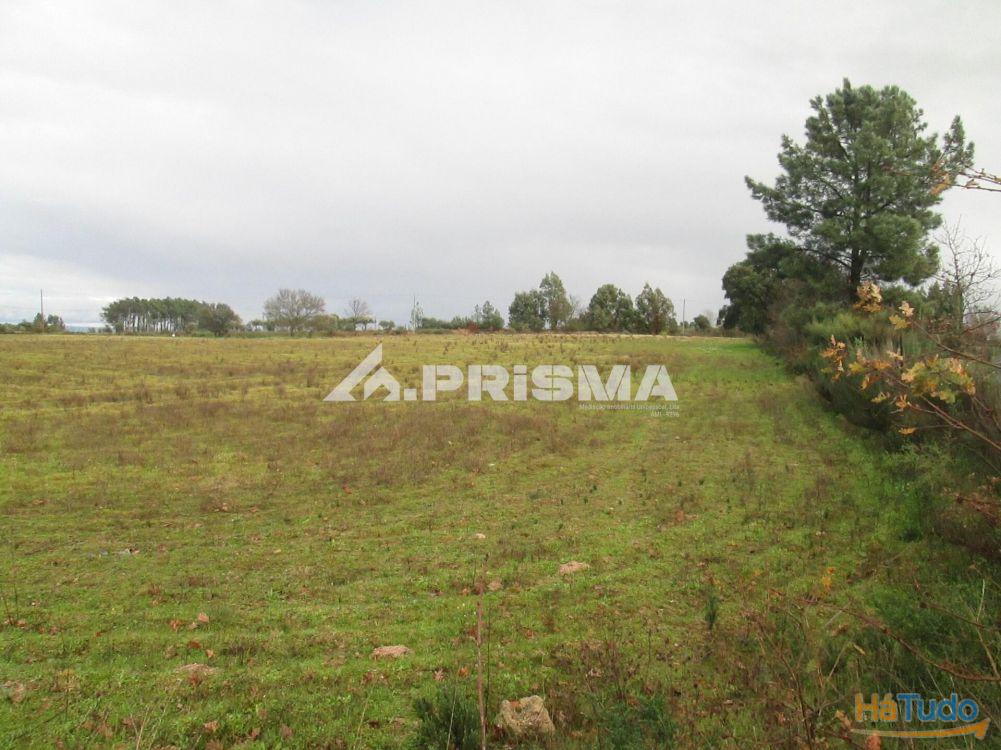 Terreno R�stico � Venda na Lardosa