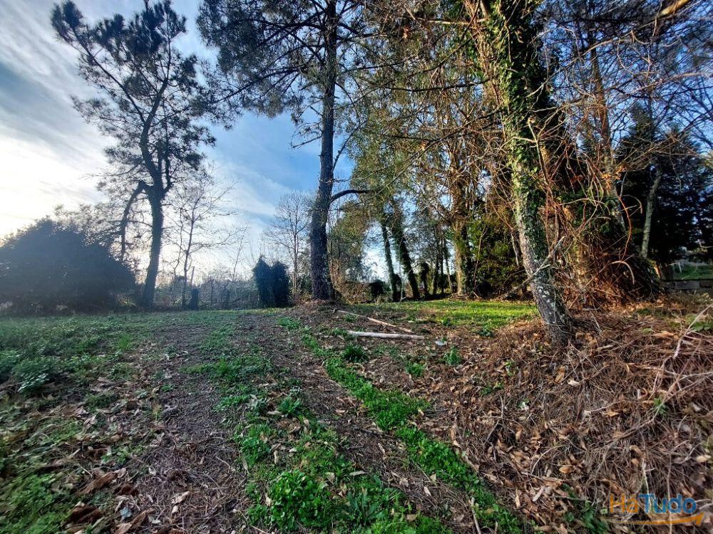 Terreno Agrcola - Figueiredo