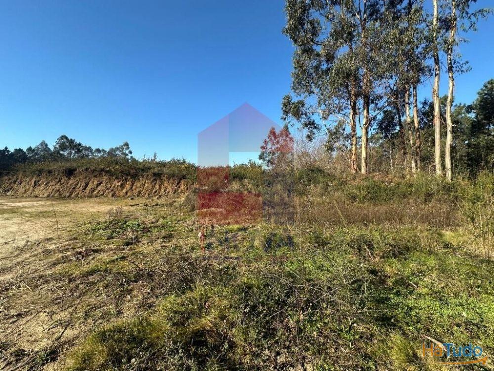 Terreno florestal, Lago