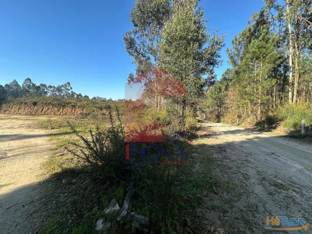Terreno florestal, Lago