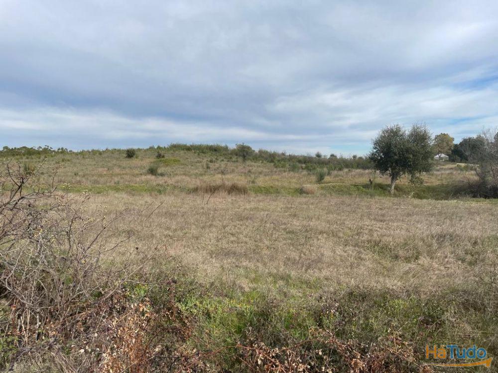 Quinta com cerca de 1,4 Ha Quinta com cerca de 1,4 Ha