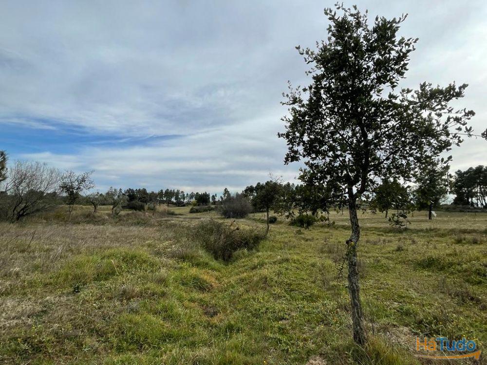 Quinta com cerca de 1,4 Ha Quinta com cerca de 1,4 Ha