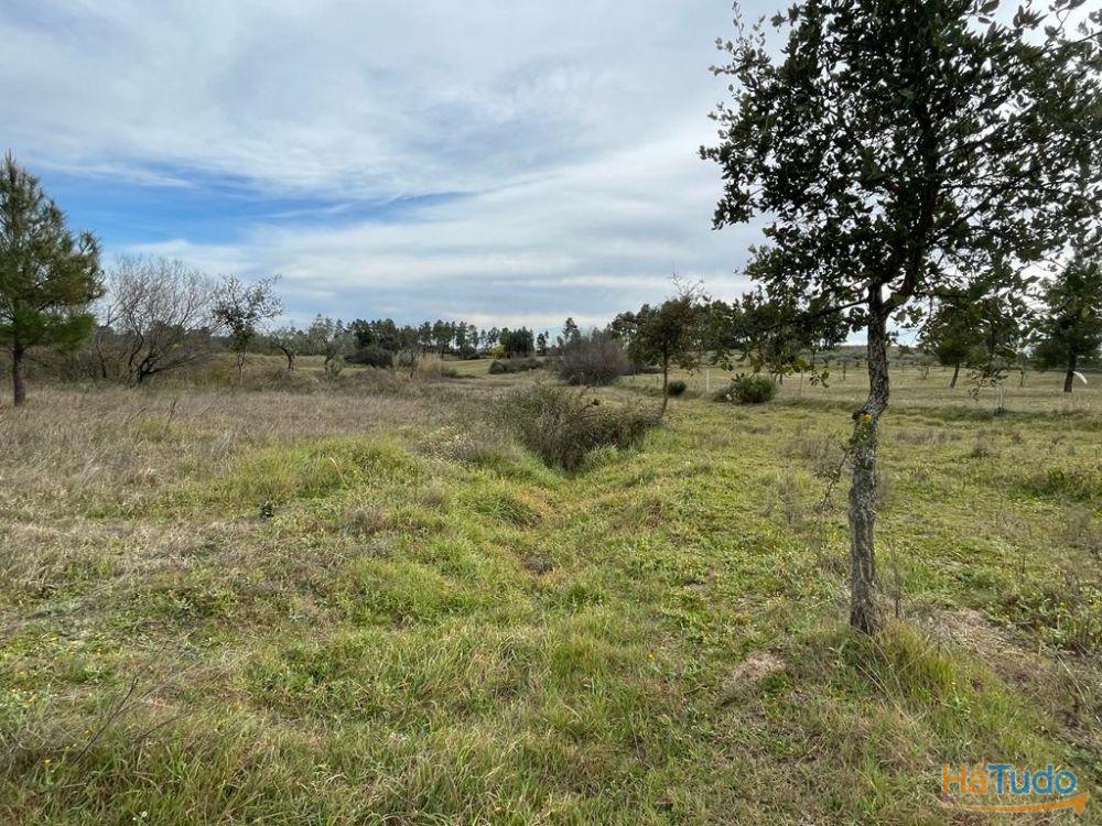 Quinta com cerca de 1,4 Ha Quinta com cerca de 1,4 Ha