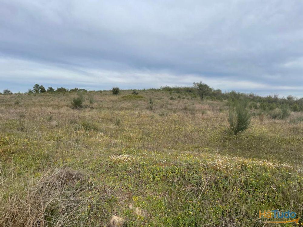 Quinta com cerca de 1,4 Ha Quinta com cerca de 1,4 Ha