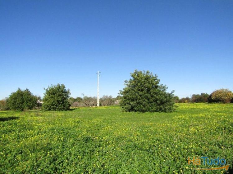Terreno Rústico Venda em Pechão,Olhão Terreno Rústico Venda em Pechão,Olhão