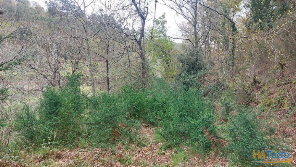 Terreno - Caldelas Terreno - Caldelas