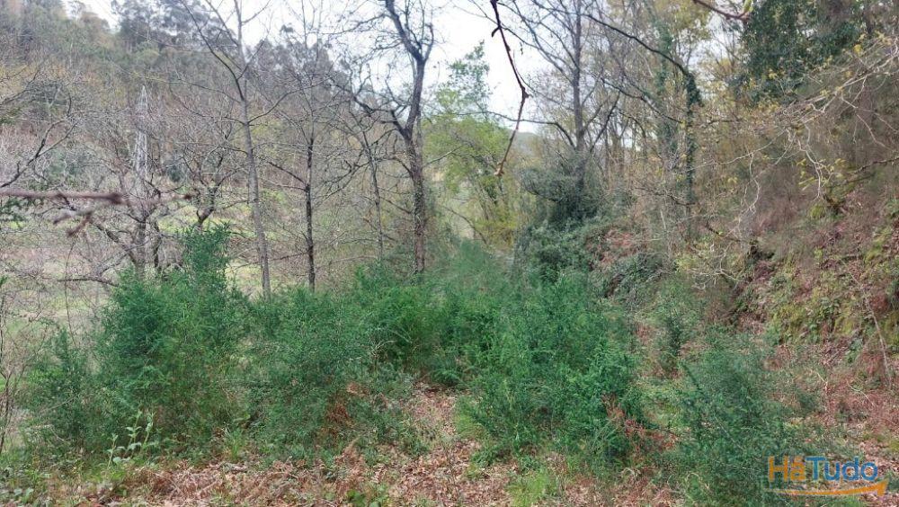 Terreno - Caldelas Terreno - Caldelas