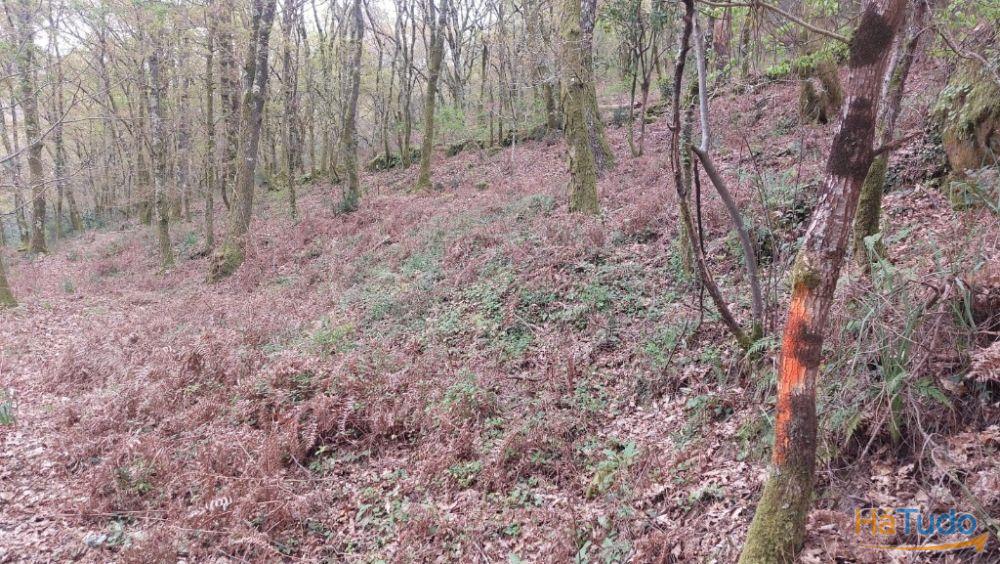 Terreno - Caldelas Terreno - Caldelas