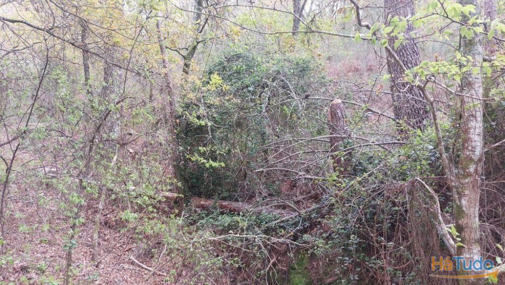 Terreno - Caldelas Terreno - Caldelas