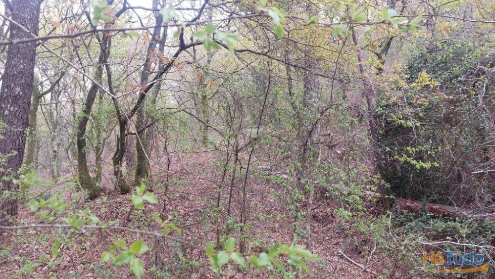 Terreno - Caldelas Terreno - Caldelas