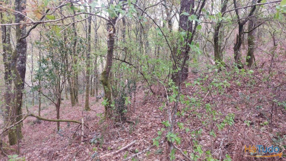 Terreno - Caldelas Terreno - Caldelas