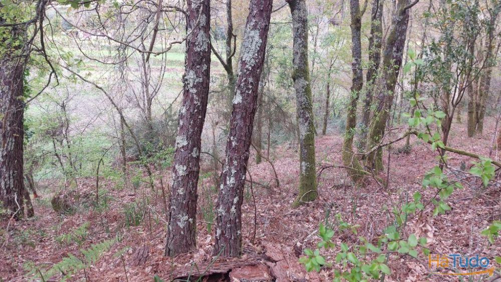 Terreno - Caldelas Terreno - Caldelas