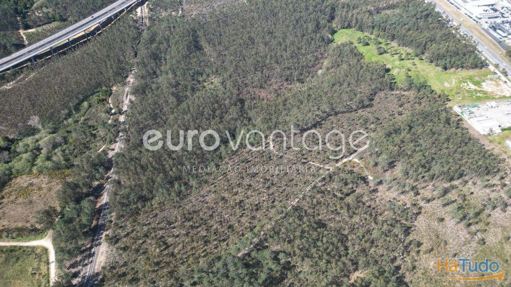 Terreno na Barosa, em Leiria Terreno na Barosa, em Leiria