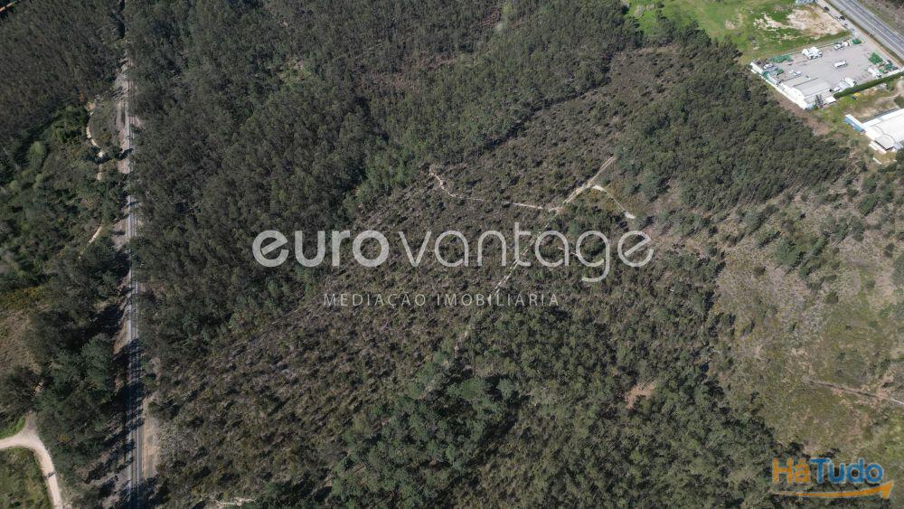 Terreno na Barosa, em Leiria Terreno na Barosa, em Leiria