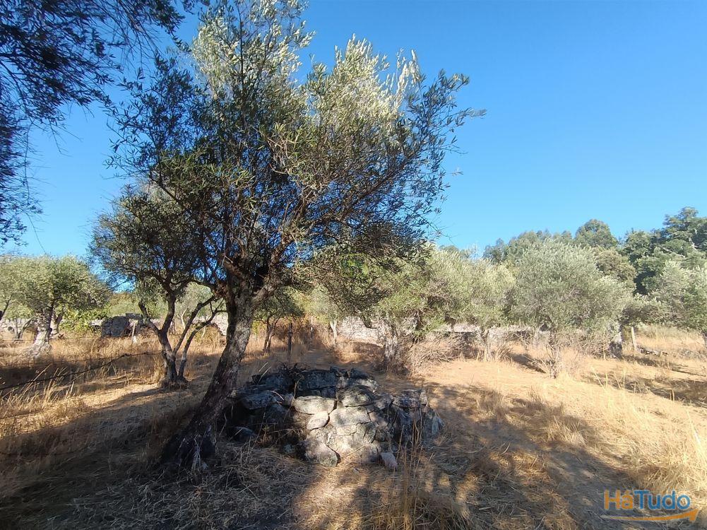 Terreno rústico na Fonte Santa, em Águas, Penamacor Terreno rústico na Fonte Santa, em Águas, Penamacor