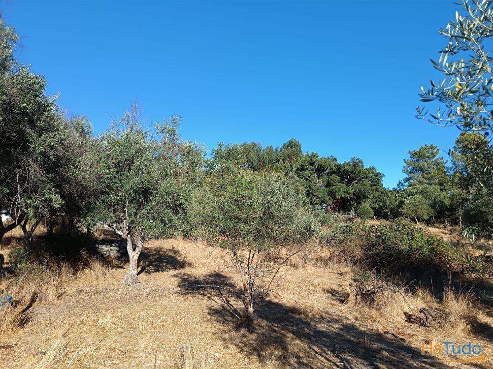 Terreno rústico na Fonte Santa, em Águas, Penamacor Terreno rústico na Fonte Santa, em Águas, Penamacor