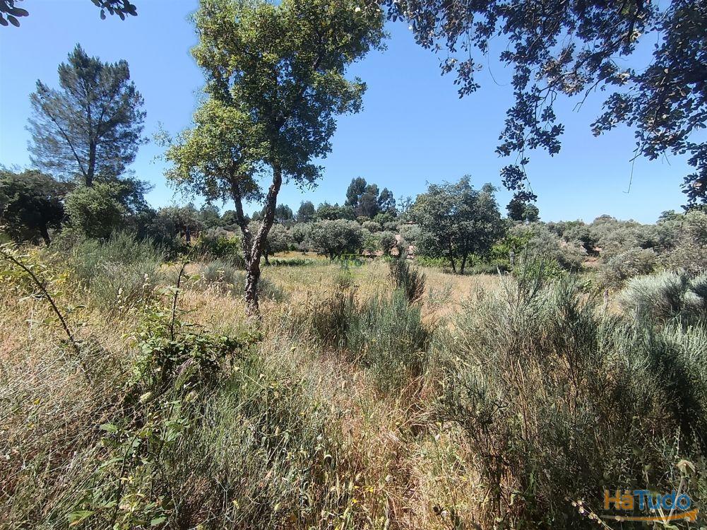 Terreno rústico na Fonte Santa, em Águas, Penamacor Terreno rústico na Fonte Santa, em Águas, Penamacor