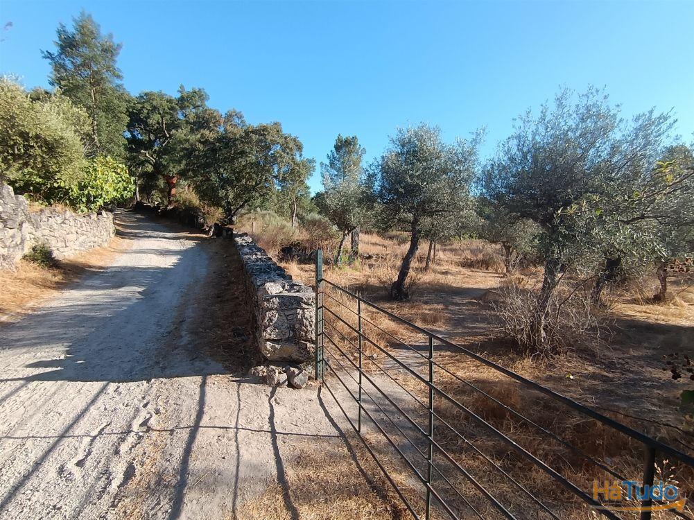 Terreno rústico na Fonte Santa, em Águas, Penamacor Terreno rústico na Fonte Santa, em Águas, Penamacor