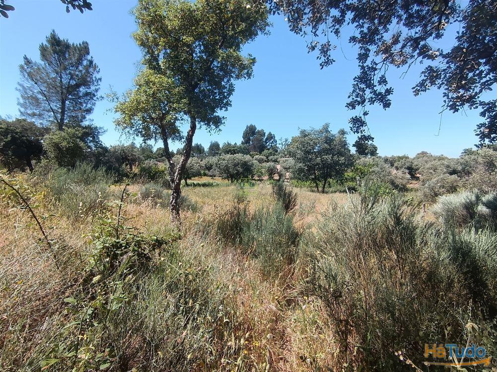 Terreno rústico na Fonte Santa, em Águas, Penamacor Terreno rústico na Fonte Santa, em Águas, Penamacor