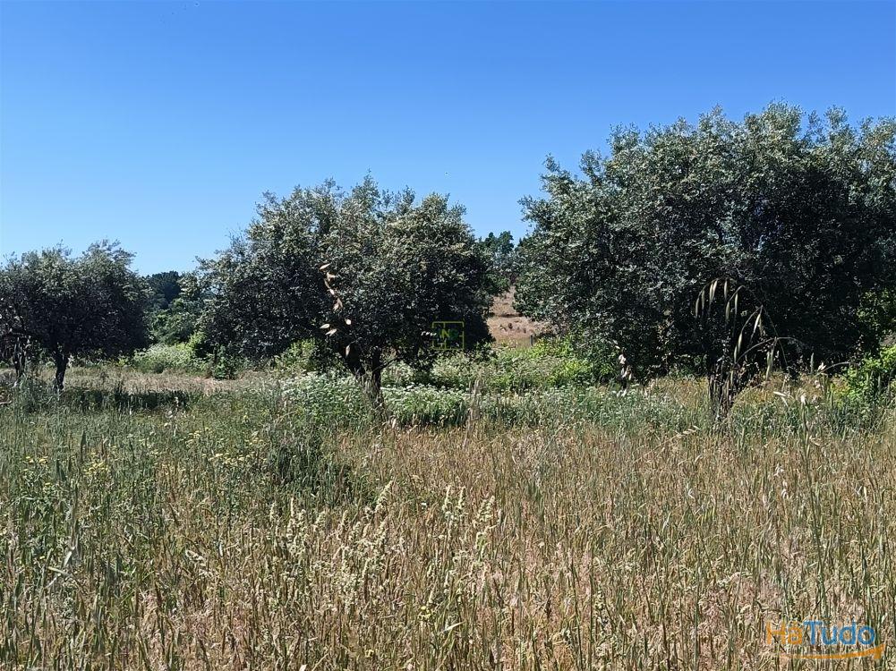 Terreno rústico na Fonte Santa, em Águas, Penamacor Terreno rústico na Fonte Santa, em Águas, Penamacor