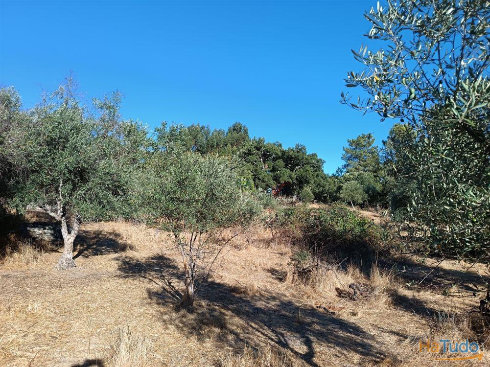 Terreno rústico na Fonte Santa, em Águas, Penamacor Terreno rústico na Fonte Santa, em Águas, Penamacor