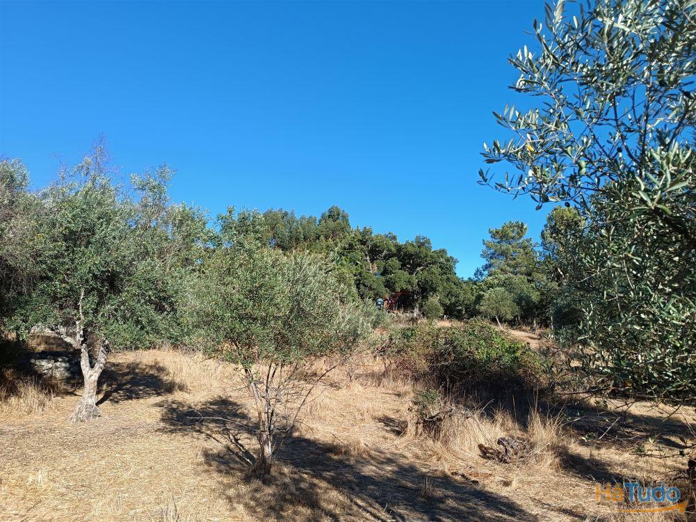 Terreno rústico na Fonte Santa, em Águas, Penamacor Terreno rústico na Fonte Santa, em Águas, Penamacor