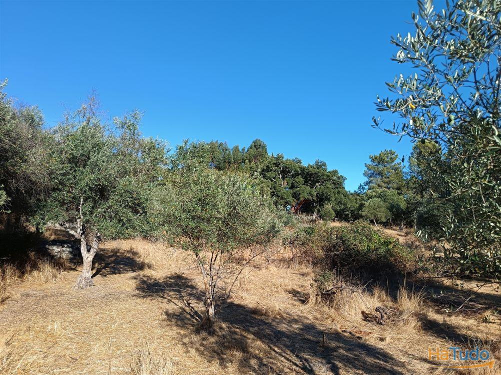 Terreno rústico na Fonte Santa, em Águas, Penamacor Terreno rústico na Fonte Santa, em Águas, Penamacor