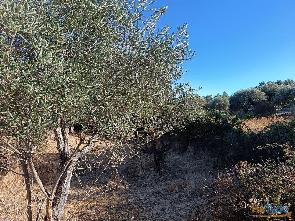 Terreno rústico na Fonte Santa, em Águas, Penamacor Terreno rústico na Fonte Santa, em Águas, Penamacor