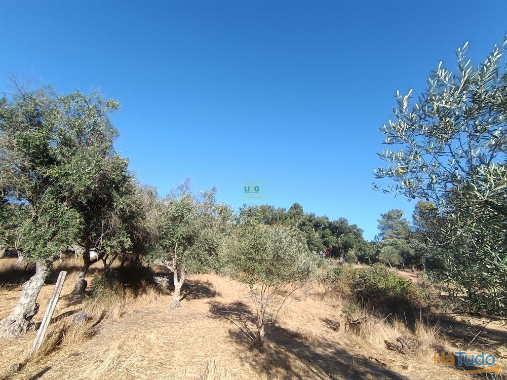 Terreno rústico na Fonte Santa, em Águas, Penamacor Terreno rústico na Fonte Santa, em Águas, Penamacor