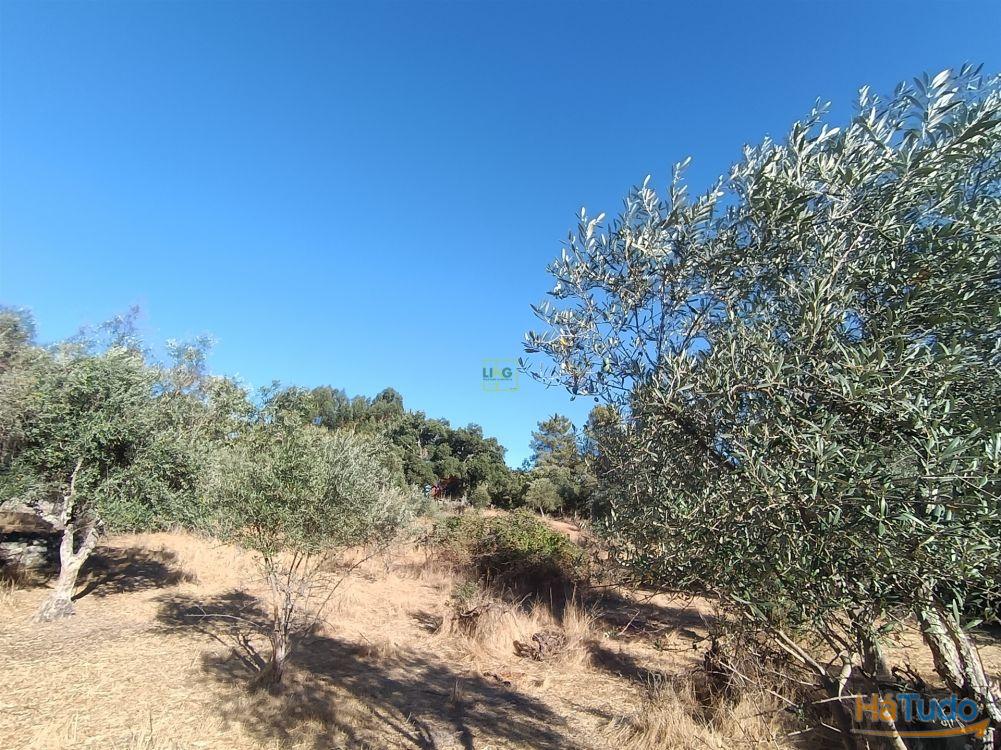 Terreno rústico na Fonte Santa, em Águas, Penamacor Terreno rústico na Fonte Santa, em Águas, Penamacor