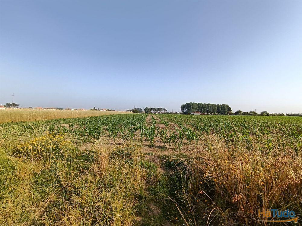 Terreno Rústico com 1380m2 e 15 de frente em Ilhavo. Terreno Rústico com 1380m2 e 15 de frente em Ilhavo.