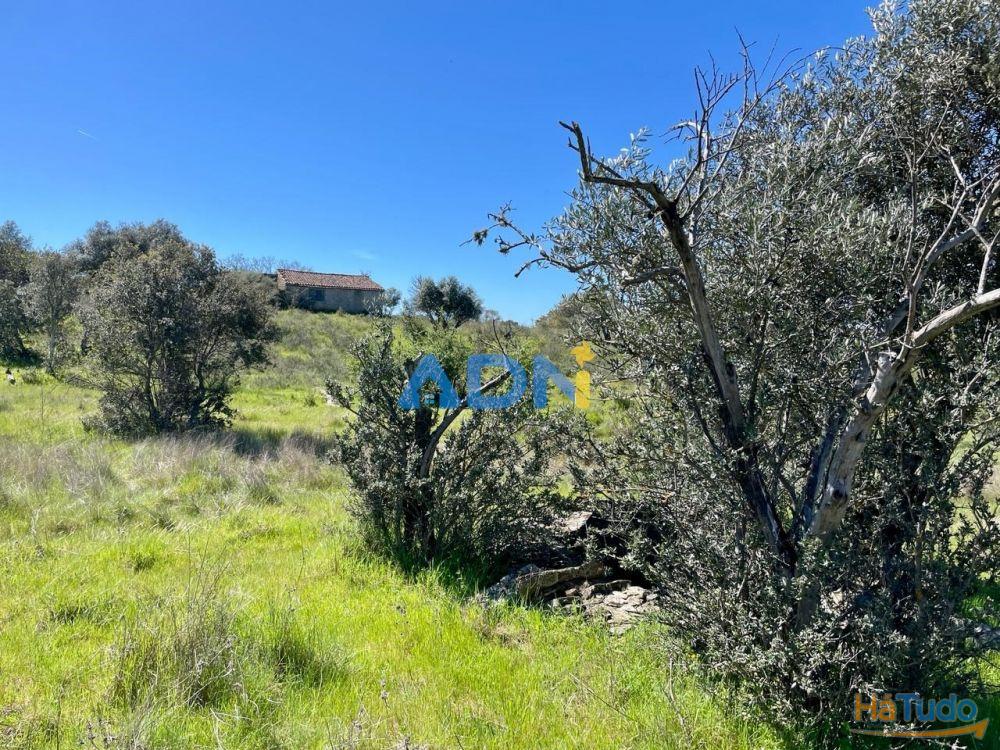 Terreno para venda no Rosmaninhal