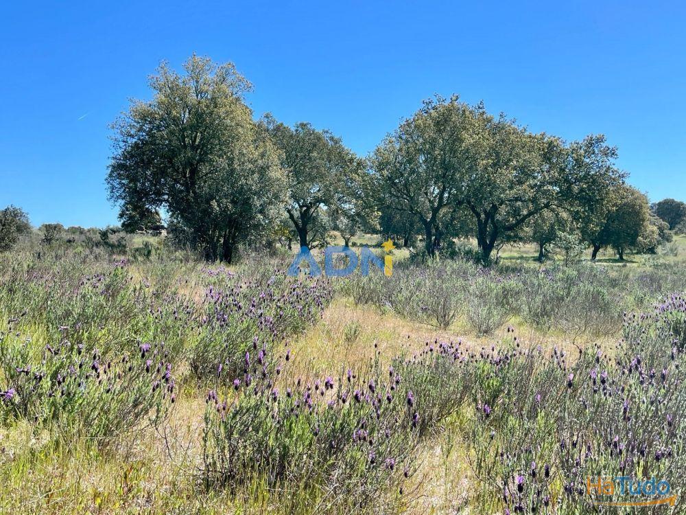 Terreno para venda no Rosmaninhal