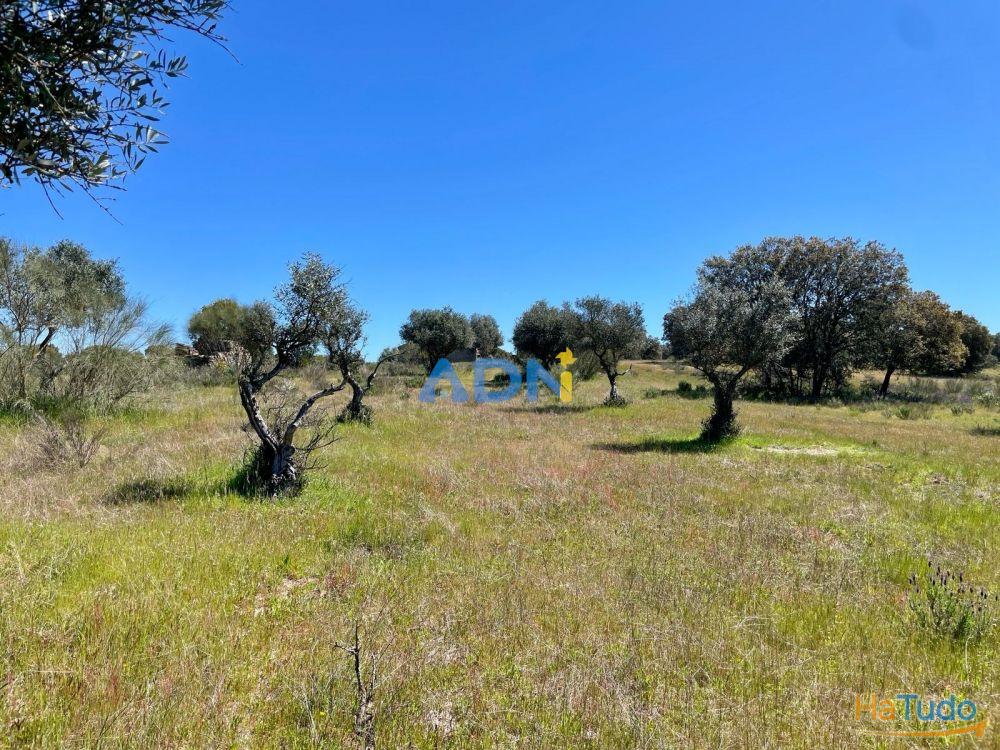 Terreno para venda no Rosmaninhal