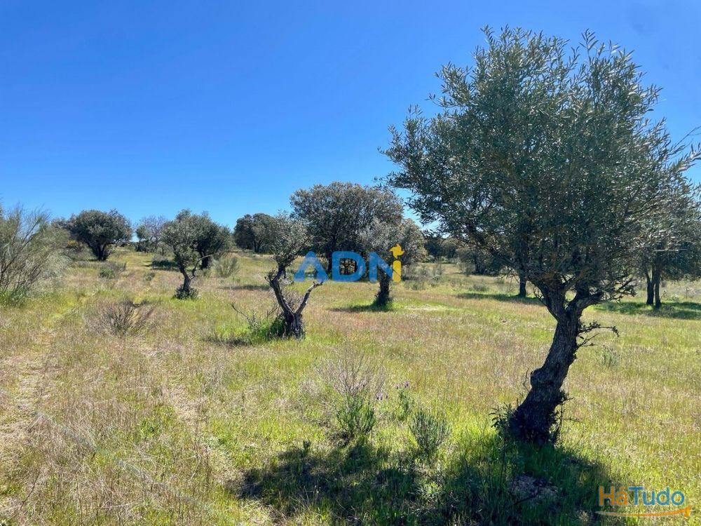 Terreno para venda no Rosmaninhal