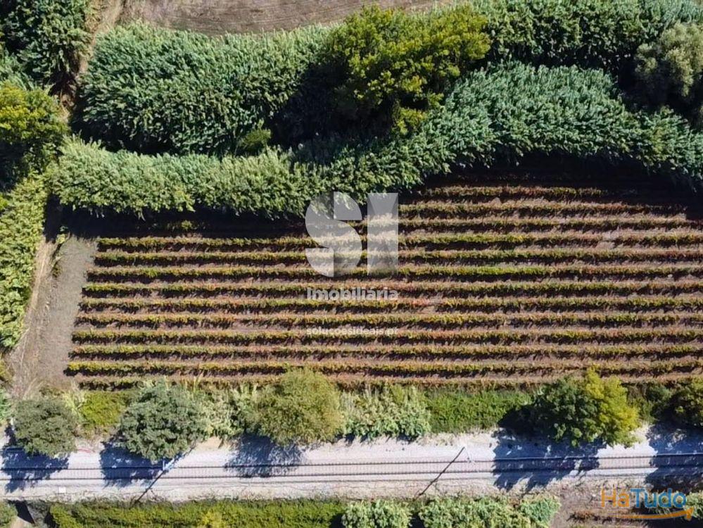 Terreno com Vinha Ativa Terreno com Vinha Ativa