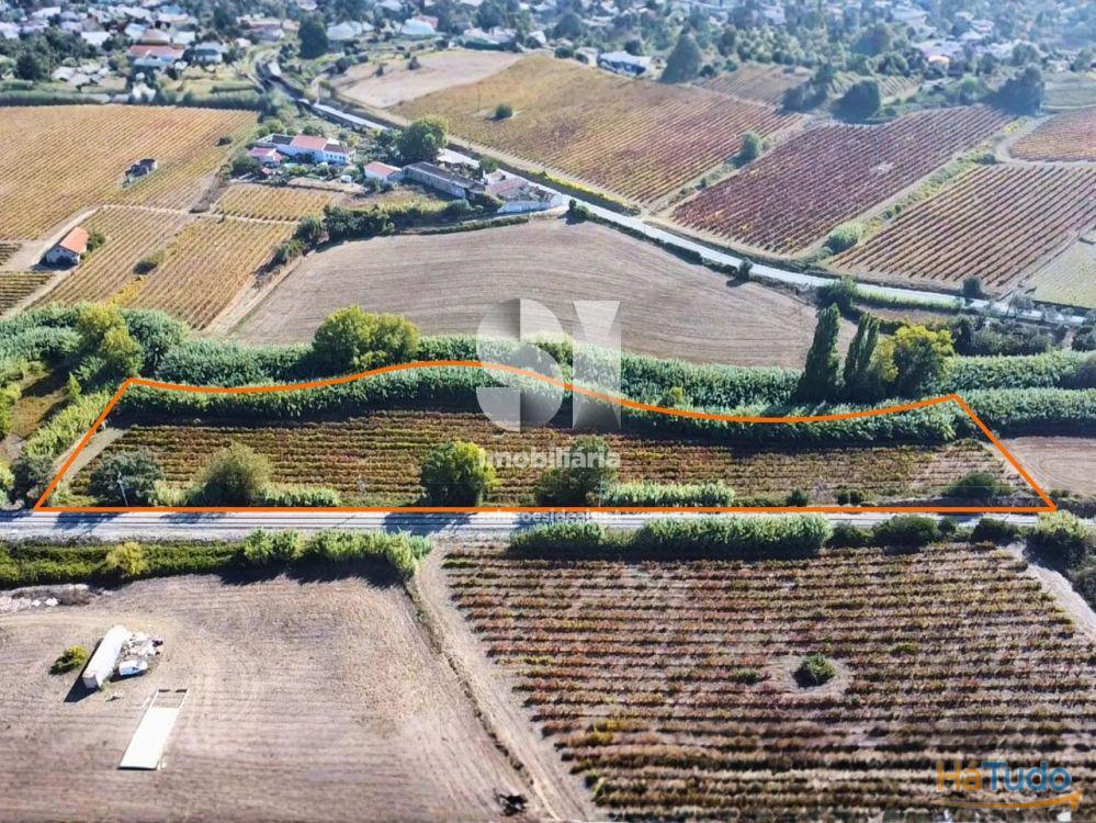 Terreno com Vinha Ativa Terreno com Vinha Ativa