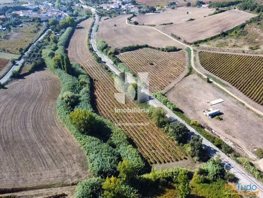 Terreno com Vinha Ativa Terreno com Vinha Ativa