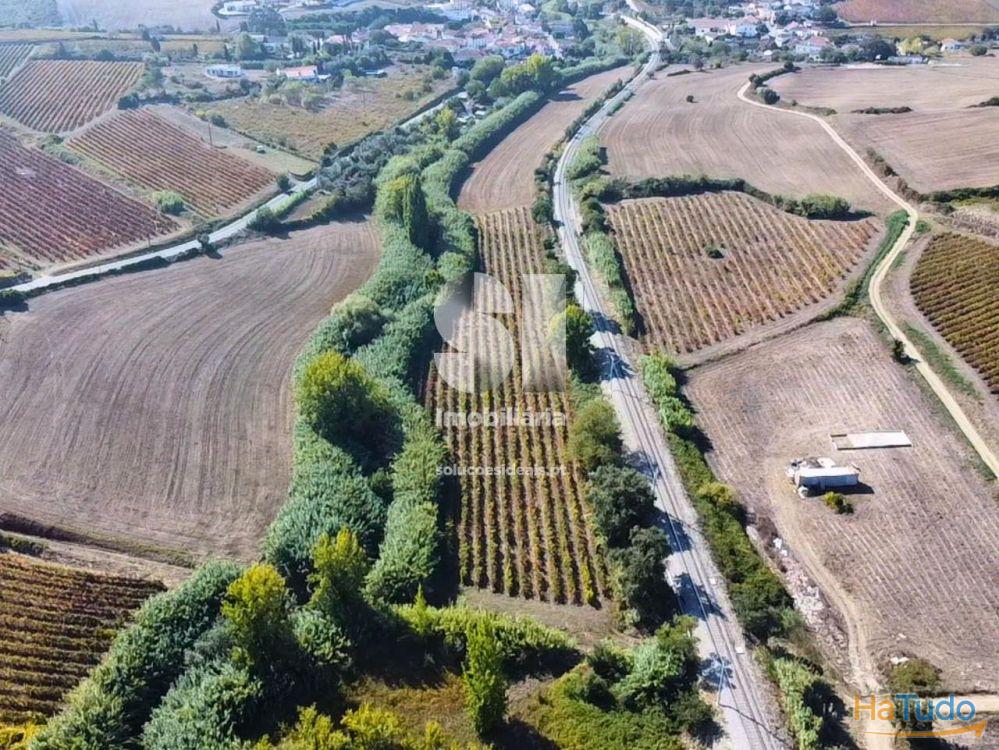 Terreno com Vinha Ativa Terreno com Vinha Ativa
